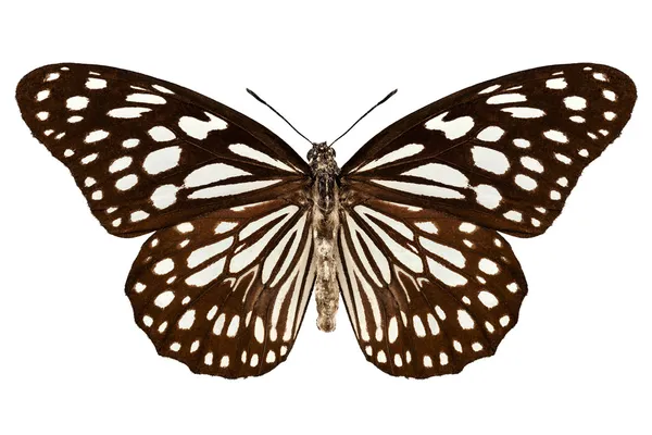 Butterfly soorten tirumala limniace "blauwe tijger" — Stockfoto
