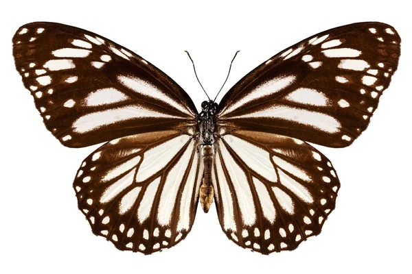 Motýlí druhy Danaos melanippus "bílý tygr" — Stock fotografie