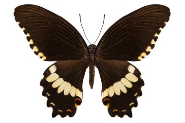 kahverengi papilio kelebek