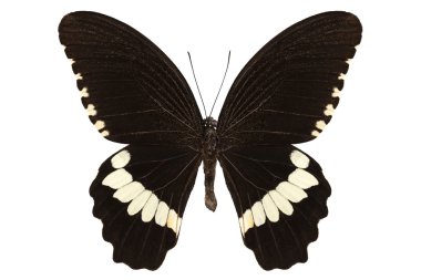 kelebek türleri papilio polytes alphenor