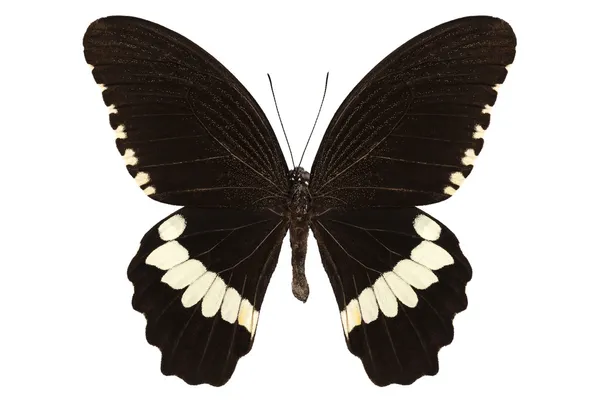 Especie mariposa papilio polytes alphenor — Foto de Stock