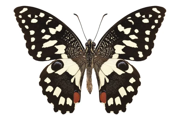 Πεταλούδα είδη papilio demoleus "λεμόνι πεταλούδα" — Φωτογραφία Αρχείου