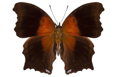 kahverengi ve turuncu kelebek