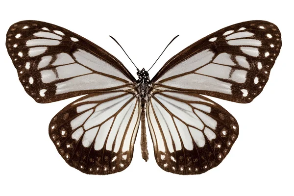 Especies de mariposa Parantica vitrina — Foto de Stock