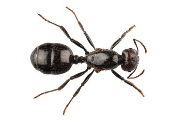 Black garden ant species Lasius niger clipart