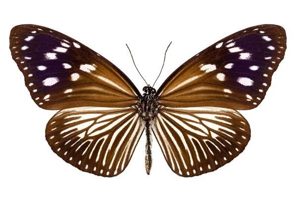 Вид бабочек Euploea Mulciber female — стоковое фото