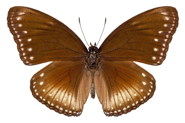 Motyl gatunków hypolimnas anomala wallaceana — Zdjęcie stockowe