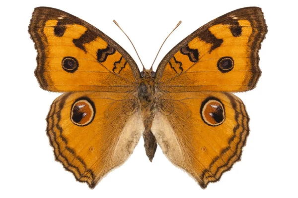 Motýlí druhy junonia Vít "Páv maceška" — Stock fotografie