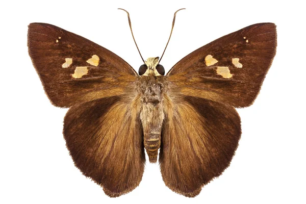 Hesperiidae pequeño género mariposa — Foto de Stock