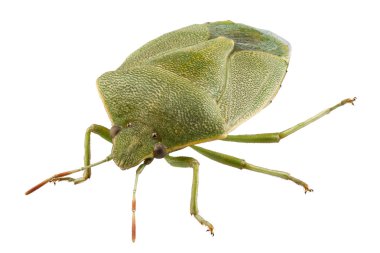 Yeşil Kalkan böcek türü Palomena prasina