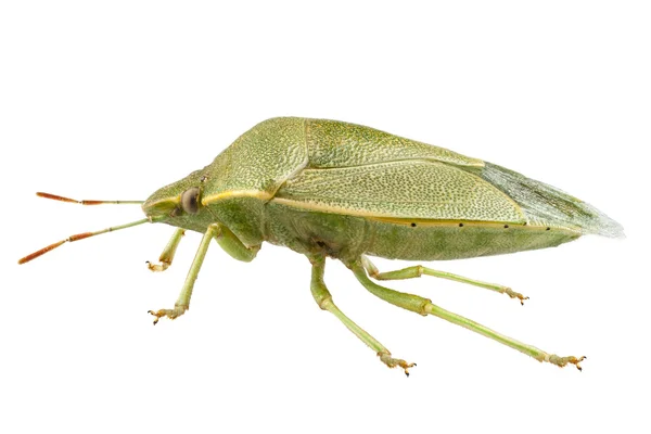 Green shield bug species Palomena prasina — Stock Photo, Image