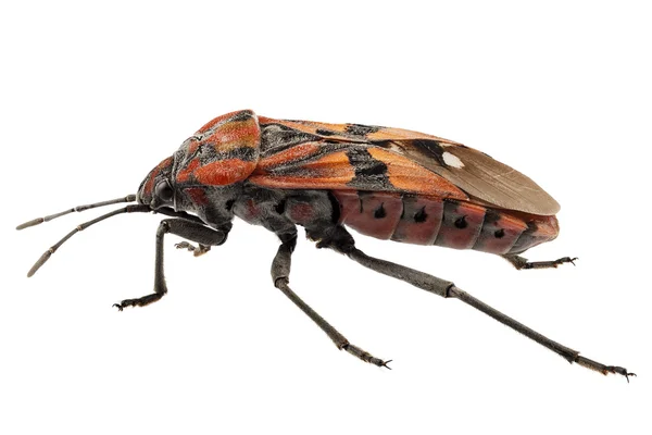 Zwarte en rode grond bug soorten spilostethus pandurus — Stockfoto