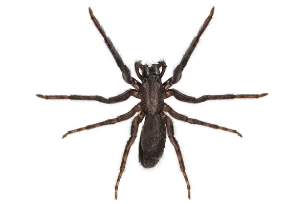 Especie araña negra tegenaria sp — Foto de Stock