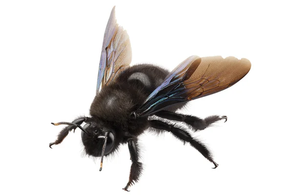 Lila carpenter méh fajok xylocopa violacea — Stock Fotó