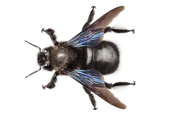 Violette Zimmermannsbienenart xylocopa violacea — Stockfoto