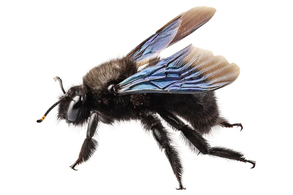 Violet carpenter bee species xylocopa violacea — Stock Photo, Image