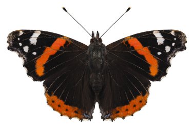 kelebek türleri vanessa atalanta