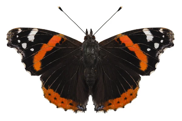 Especies de mariposas Vanessa atalanta — Foto de Stock