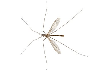 Cranefly species Tipula oleracea clipart