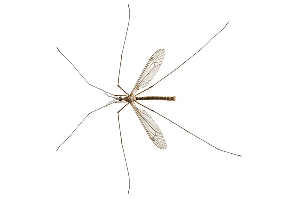 Kranichart tipula oleracea — Stockfoto