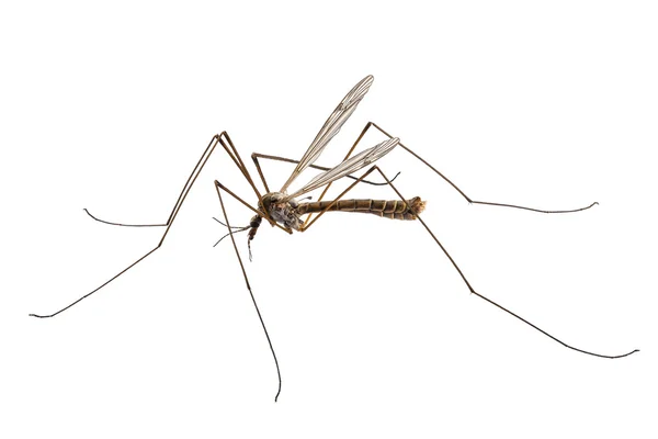 Cranefly druhů tipula oleracea — Stock fotografie