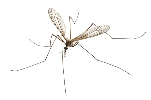 Cranefly species Tipula oleracea — Stock Photo, Image