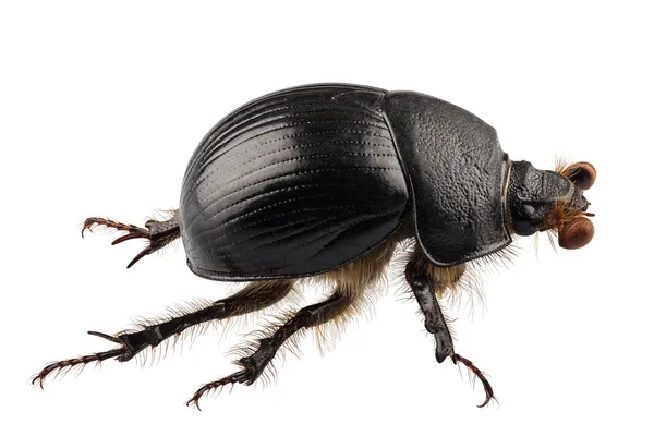 Espécie de besouro-do-esterco-chato-da-terra Geotrupes stercorarius — Fotografia de Stock