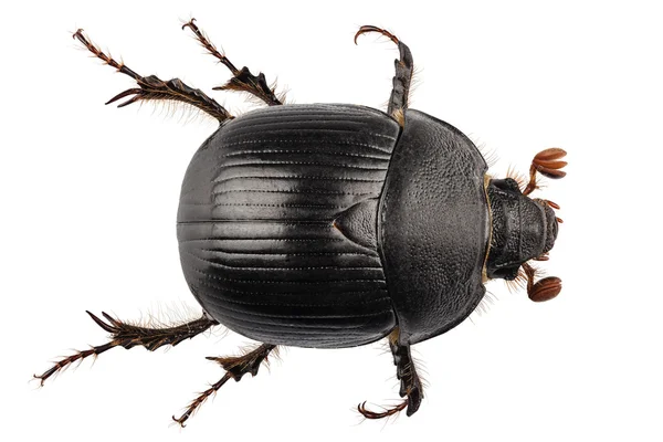 Przewiercania dung beetle gatunku geotrupes stercorarius — Zdjęcie stockowe