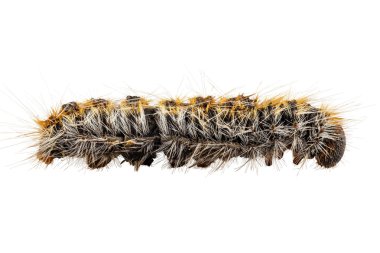 Caterpillar Pine Processionary species Thaumetopoea pityocampa clipart