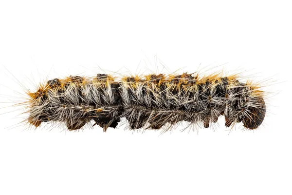 Caterpillar pine processionary soorten thaumetopoea pityocampa — Stockfoto