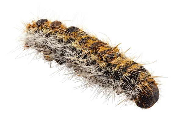 Caterpillar pine processionary soorten thaumetopoea pityocampa — Stockfoto