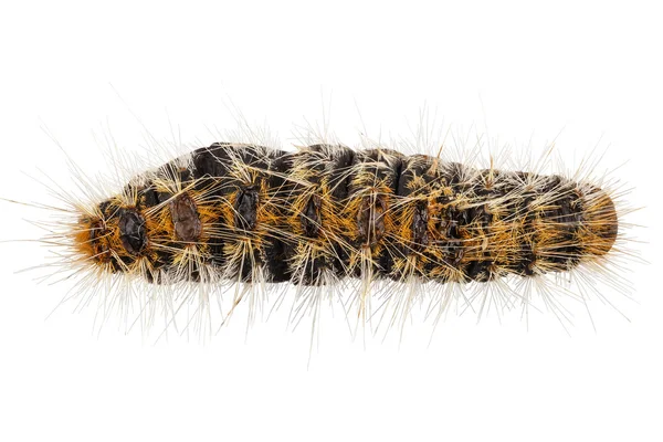 Caterpillar pine processionary soorten thaumetopoea pityocampa — Stockfoto