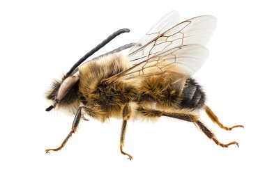 Arı türleri eucera longicornis ortak adı yalnız madenci arı