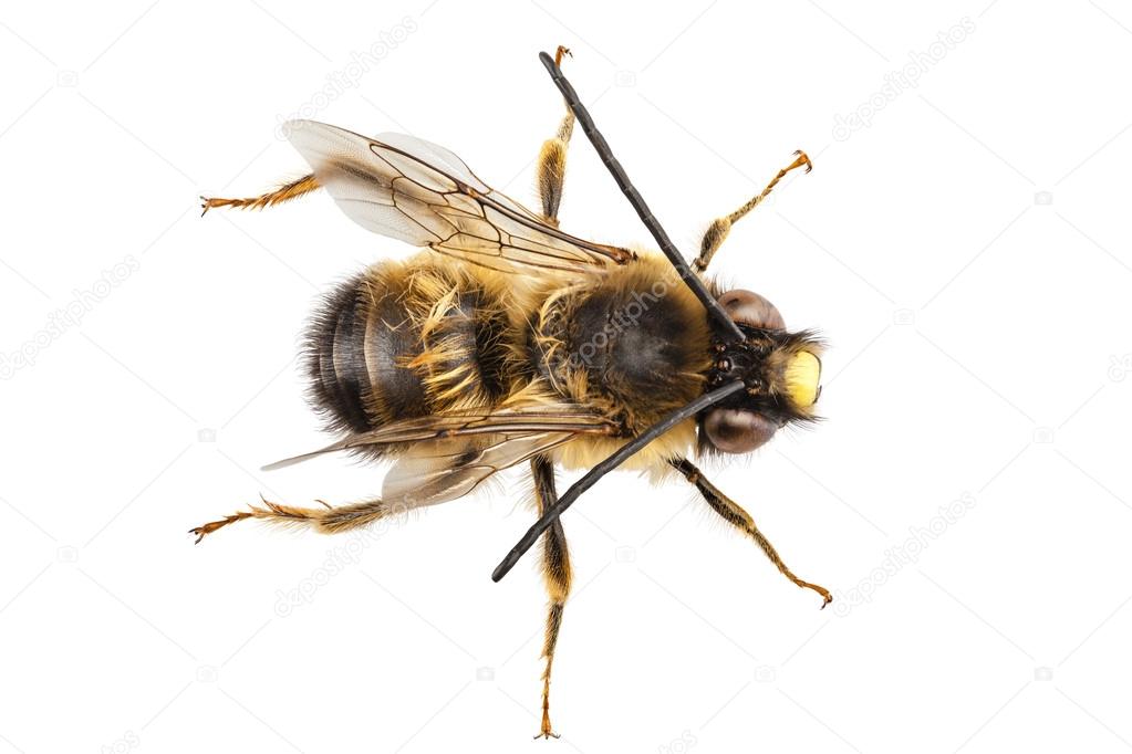 Bee species Eucera longicornis common name Solitary miner bee