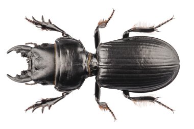 böcek türlerinin lucanus cervus