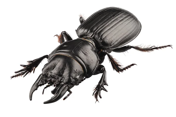 Kever soorten lucanus cervus — Stockfoto