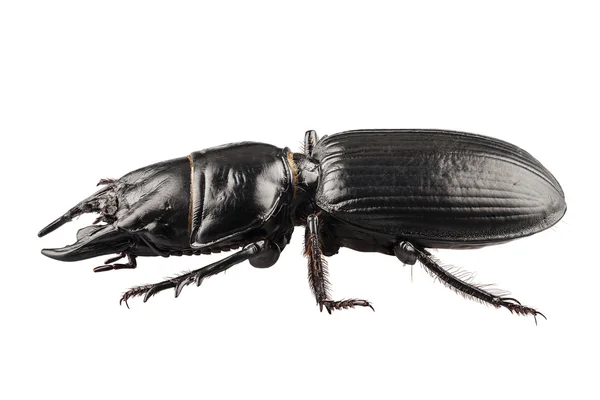 Especie de escarabajo Lucanus cervus — Foto de Stock
