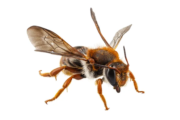 Виды пчёл Anthidium sticticum — стоковое фото
