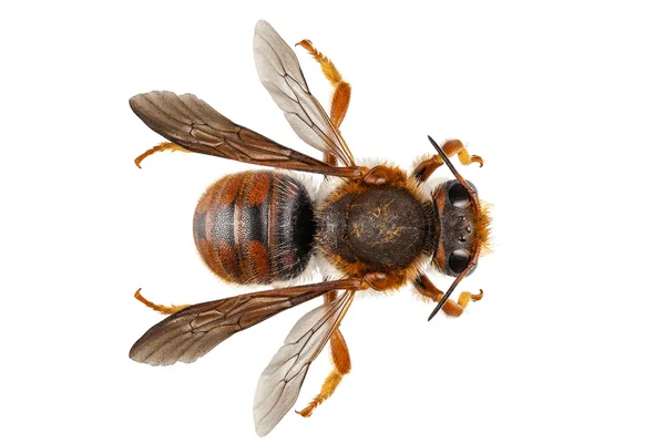 Bee arter anthidium sticticum gemensamma namn mason eller potter bee — Stockfoto