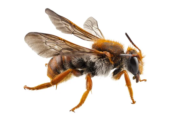 Bee arter anthidium sticticum gemensamma namn mason eller potter bee — Stockfoto