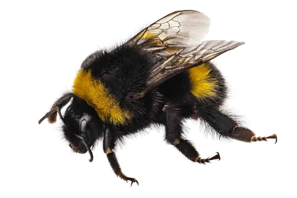 Bumblebee türler bombus terrestris — Stok fotoğraf