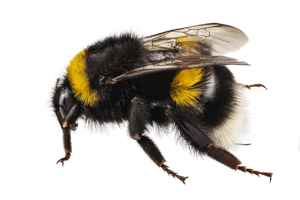 Espécie de abelha Bombus terrestris — Fotografia de Stock