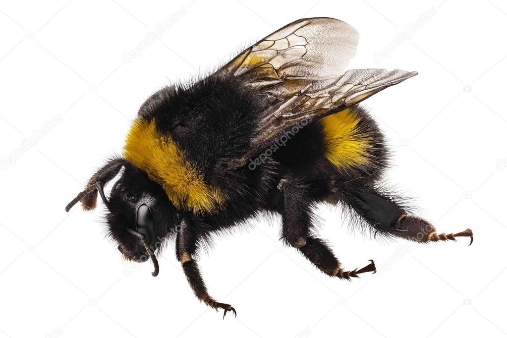 Bumblebee species Bombus terrestris