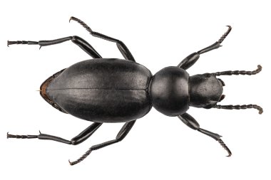 böceği türleri tentyria peiroleri