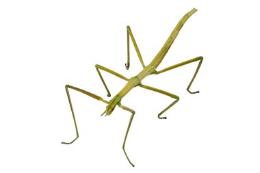 Spanish Walking Stick insect species Leptynia hispanica clipart