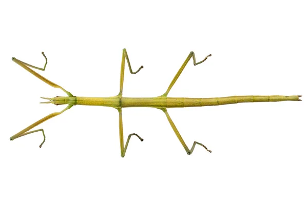 Іспанська тростиною комах видів Leptynia hispanica — стокове фото