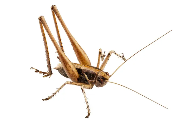 Grasshopper z długimi nogami — Zdjęcie stockowe
