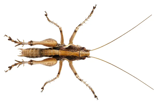 Grasshopper with long legs — Stock Photo, Image