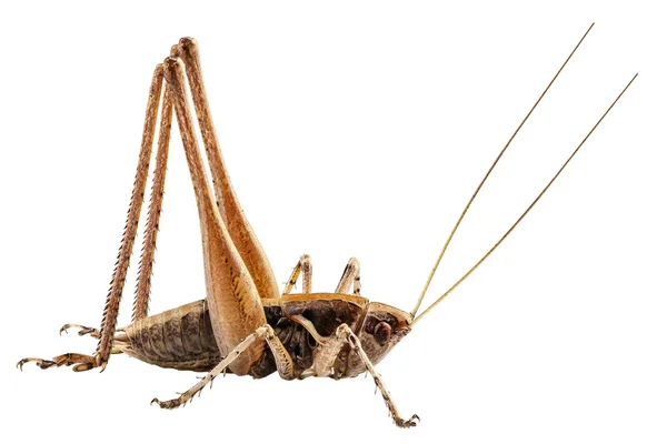 Grasshopper with long legs — Stock Photo, Image