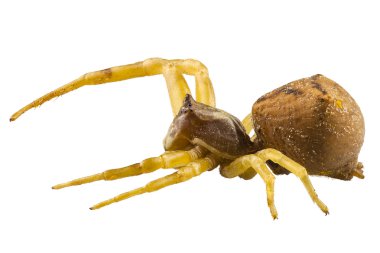 Altın Başak Yengeç örümcek türleri misumena vatia